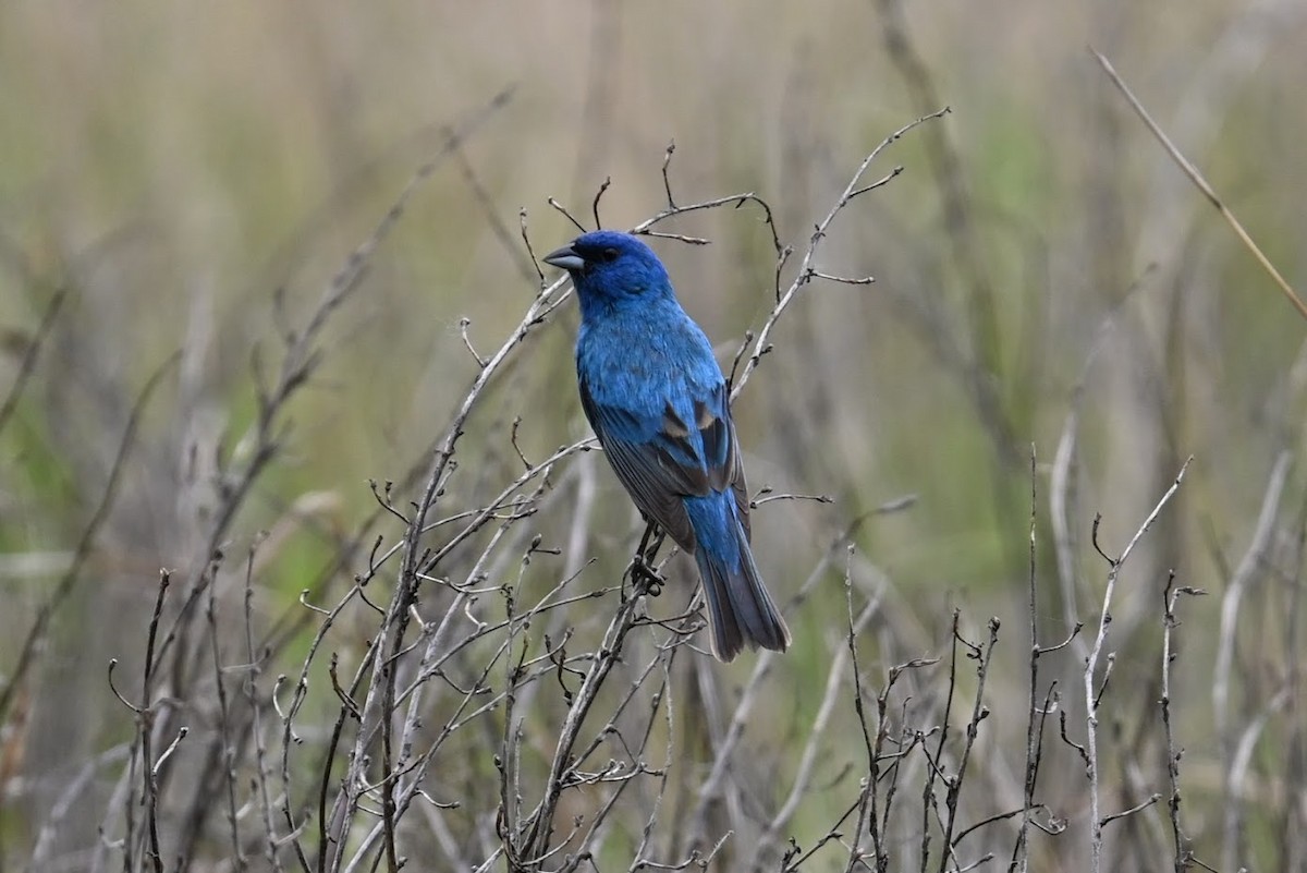 Indigo Bunting - ML638759254