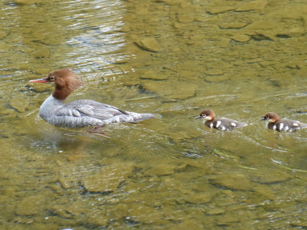 Common Merganser - ML638759268