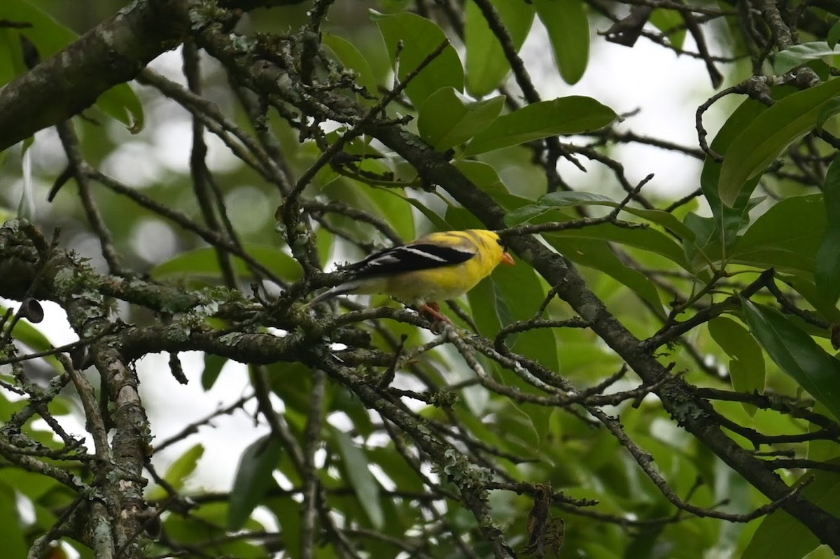 American Goldfinch - ML638759269