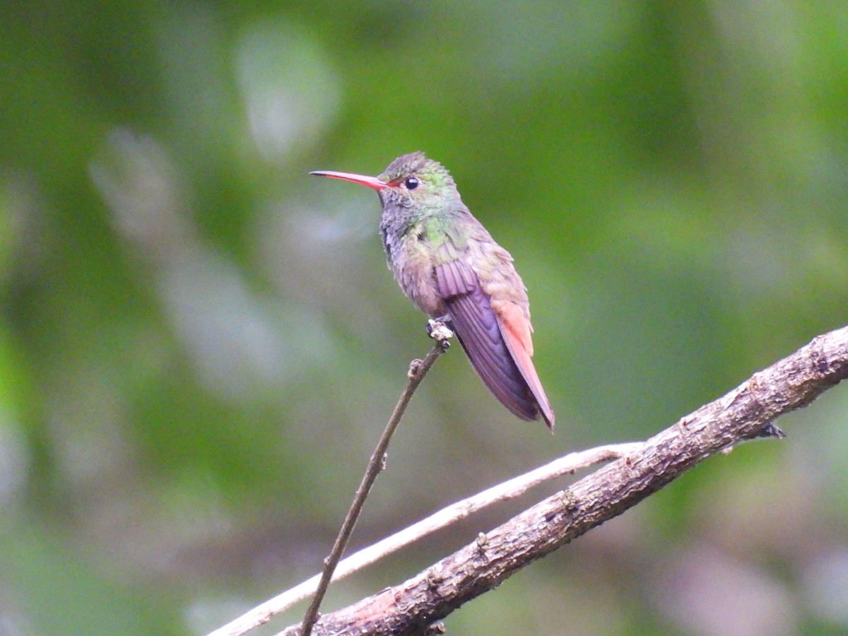 Rufous-tailed Hummingbird - ML638759275
