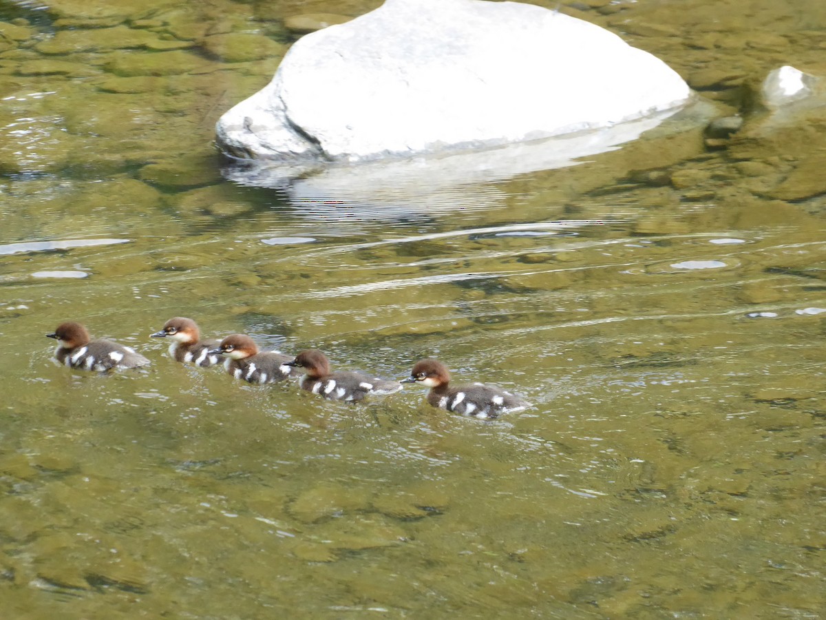 Common Merganser - ML638759276