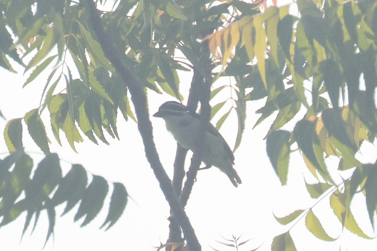 Yellow-rumped Tinkerbird (Yellow-rumped) - ML638759283