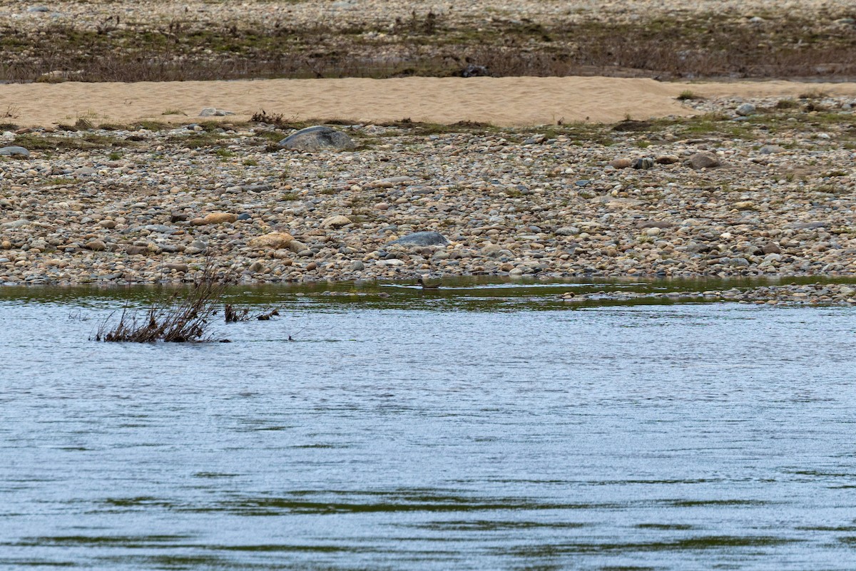 Common Redshank - ML638759285
