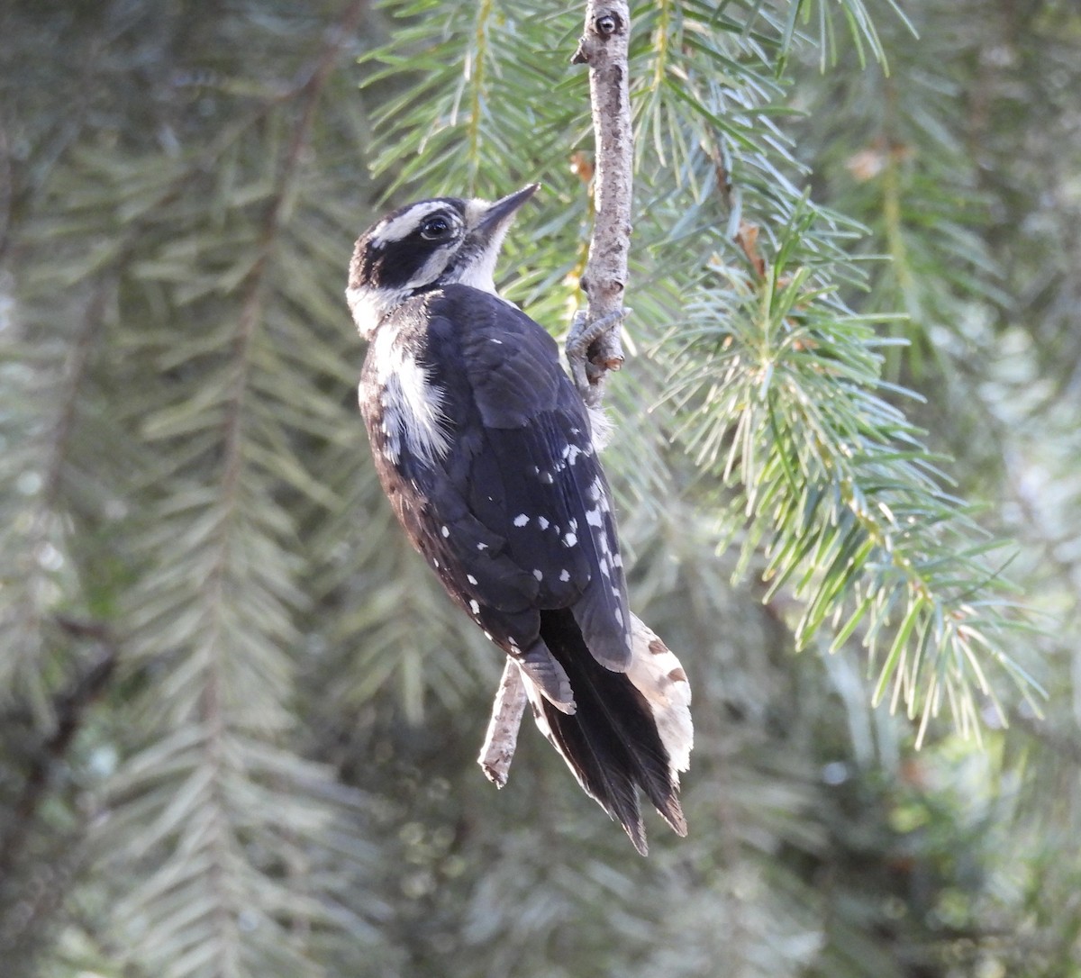 Downy Woodpecker - ML638759291