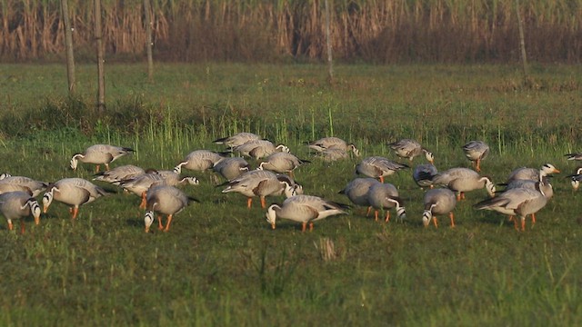 Bar-headed Goose - ML638759362