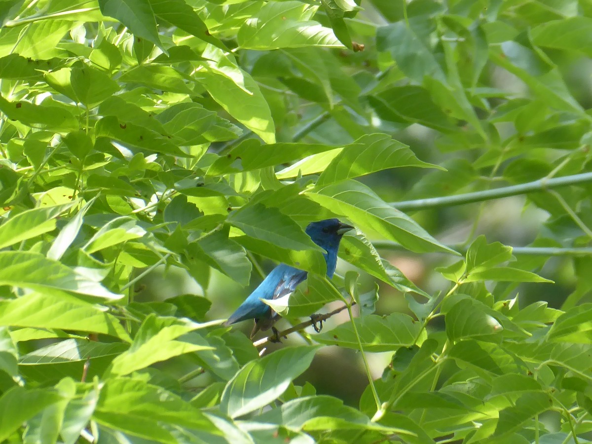 Indigo Bunting - ML638759372