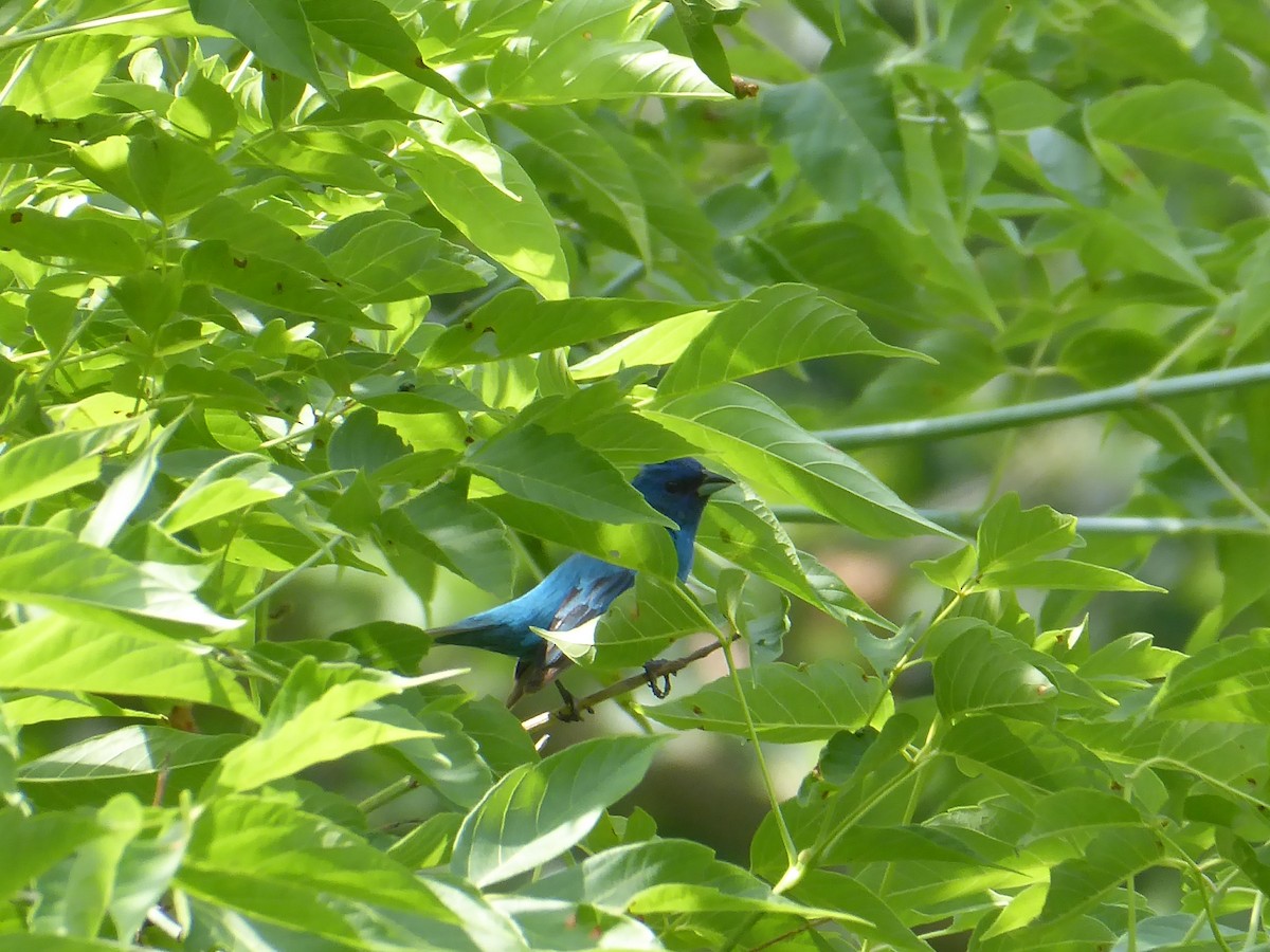 Indigo Bunting - ML638759383