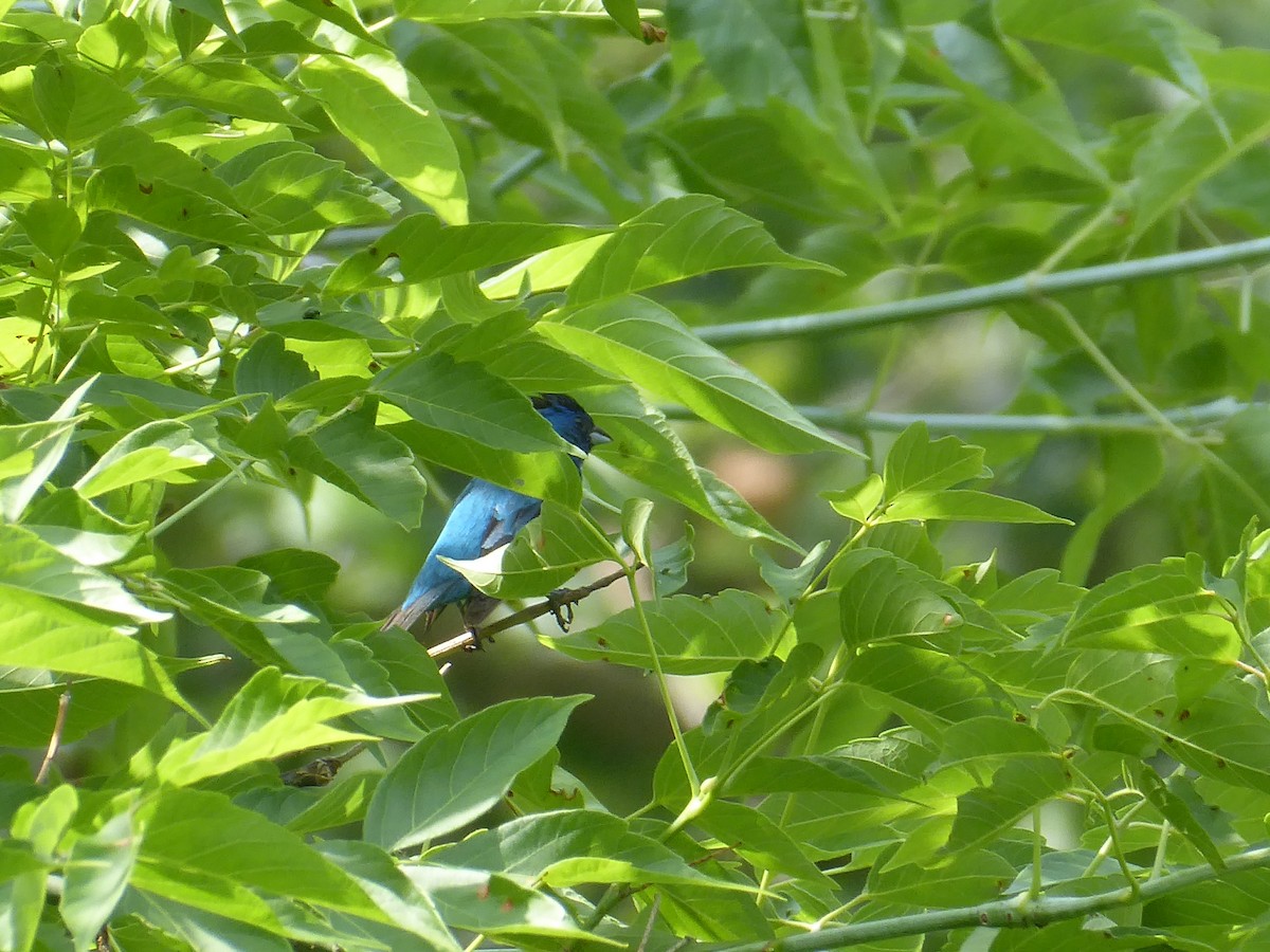 Indigo Bunting - ML638759387