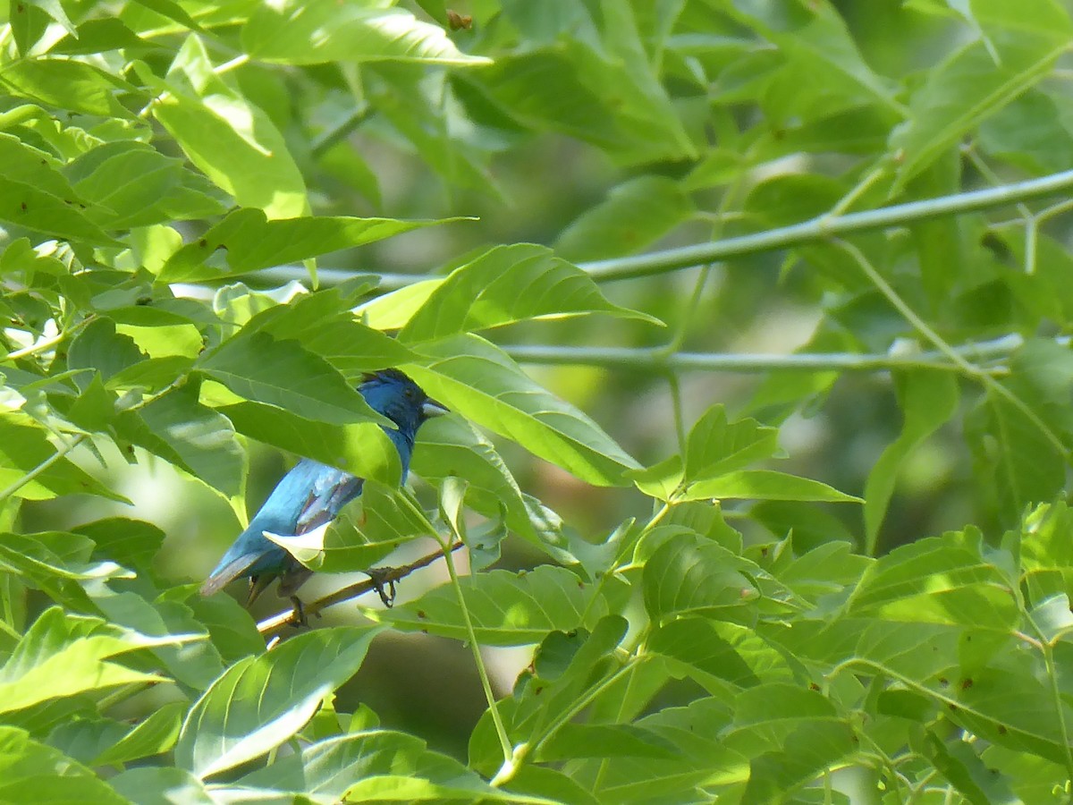 Indigo Bunting - ML638759391