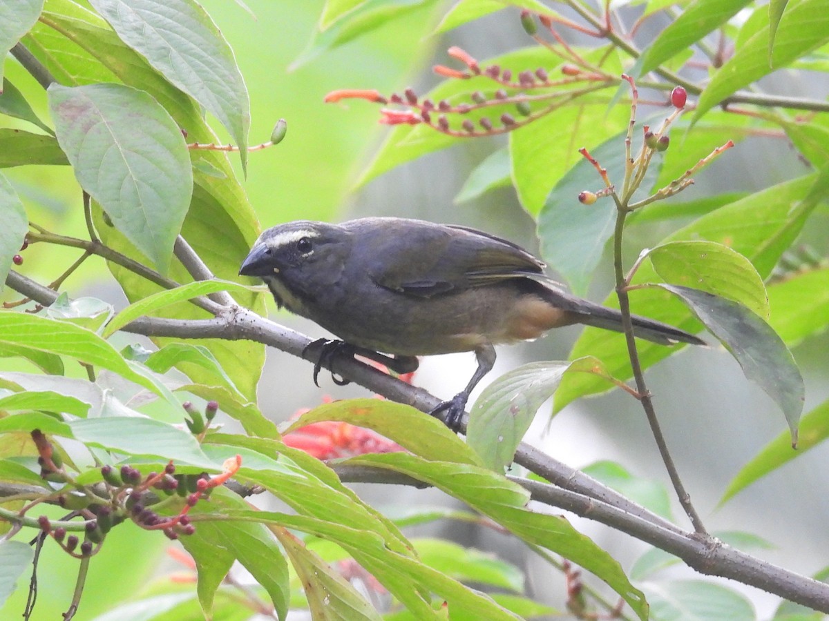 Cinnamon-bellied Saltator - ML638759405