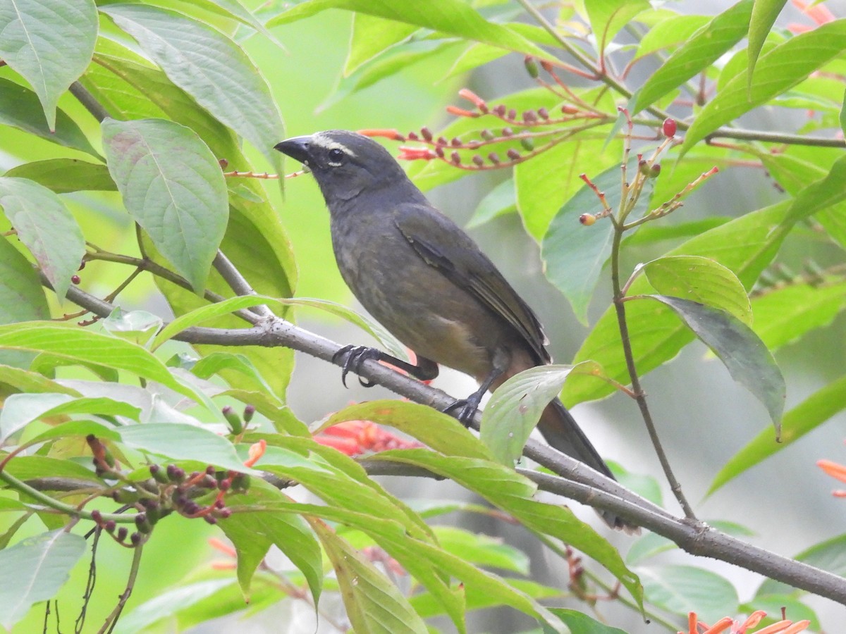 Cinnamon-bellied Saltator - ML638759406