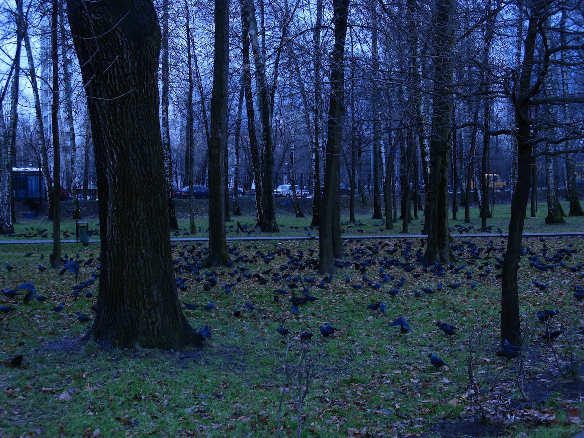 Eurasian Jackdaw - ML638759488