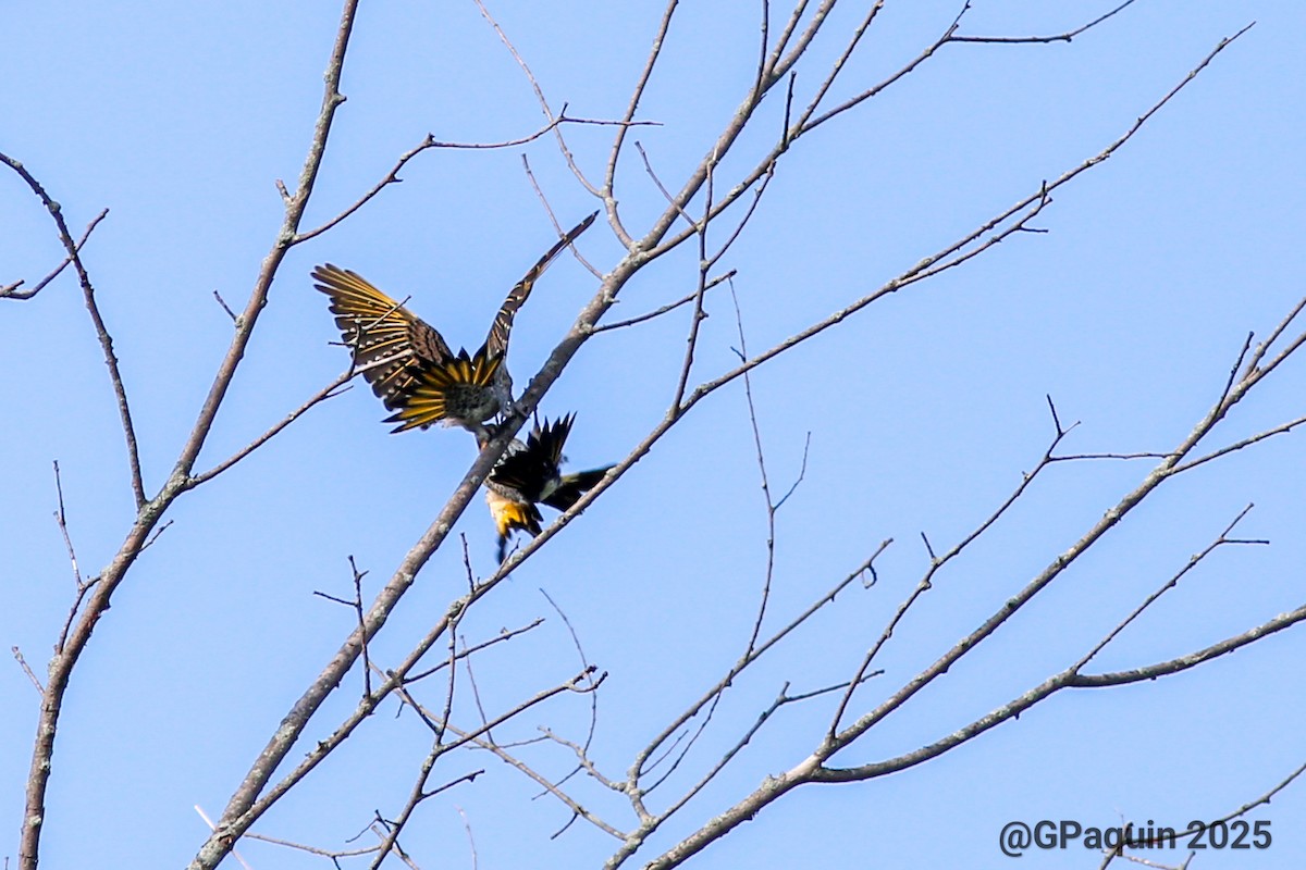 Northern Flicker - ML638759503