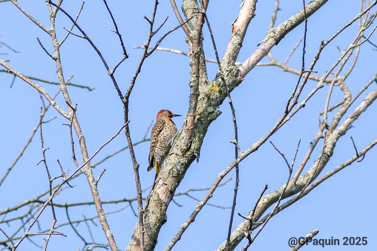 Northern Flicker - ML638759504