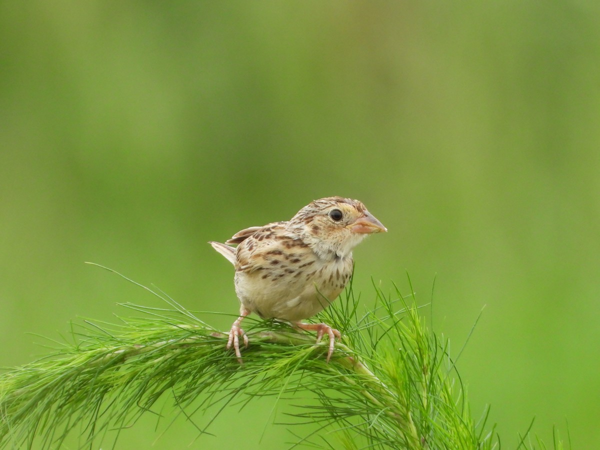 Grasshopper Sparrow - ML638759506