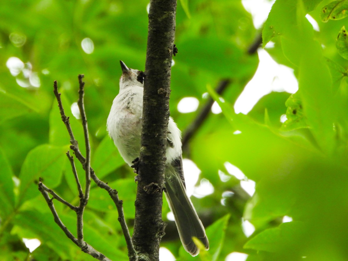 Tufted Titmouse - ML638759522