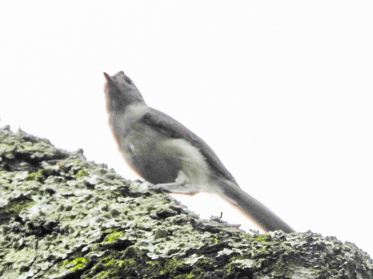 Tufted Titmouse - ML638759523