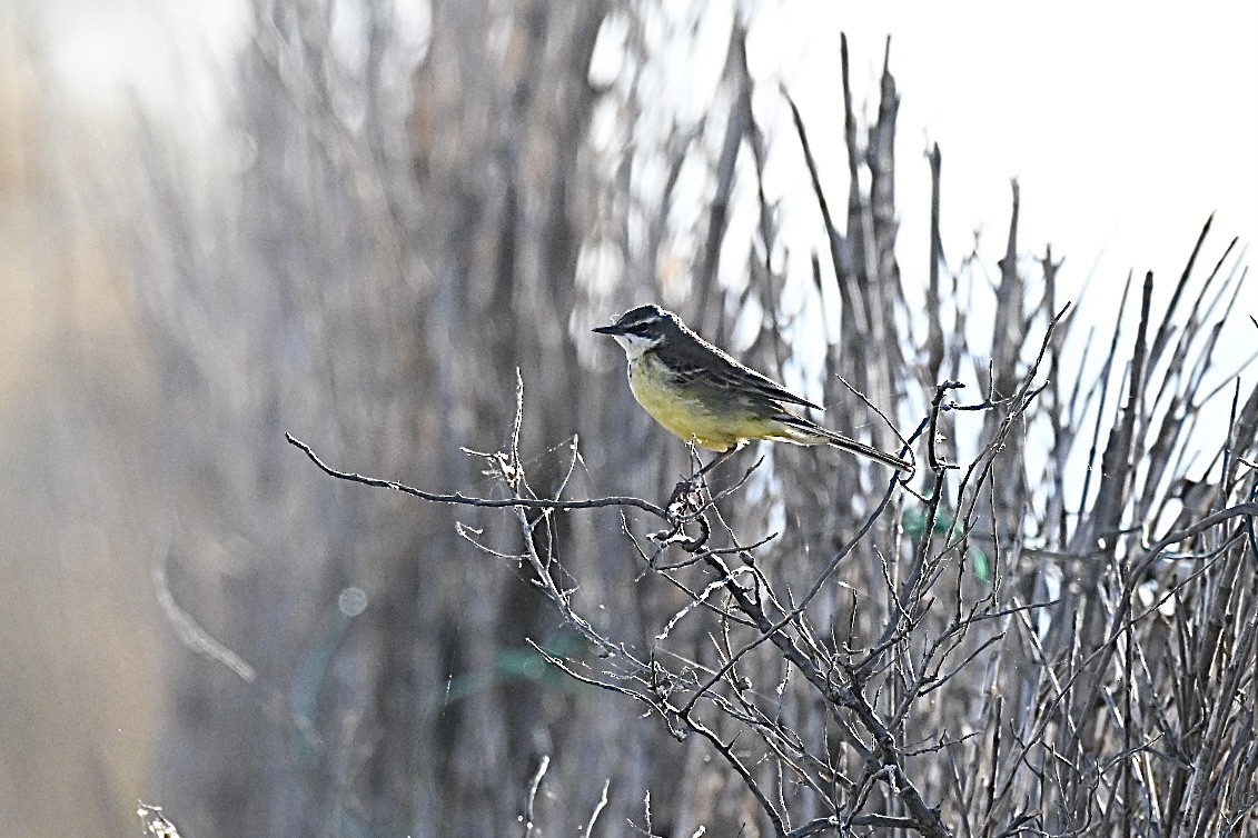 Bergeronnette printanière (iberiae/cinereocapilla/pygmaea) - ML638759547