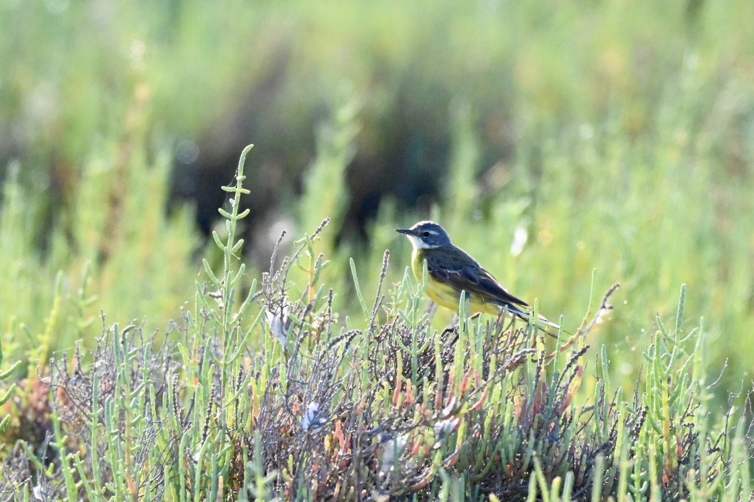 Bergeronnette printanière (iberiae/cinereocapilla/pygmaea) - ML638759548