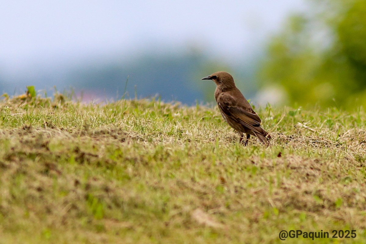 European Starling - ML638759589