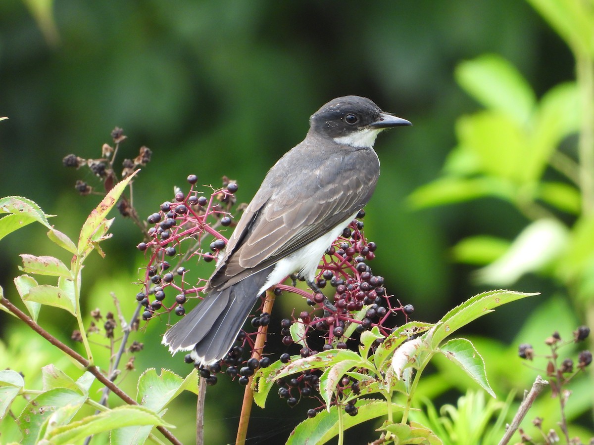 Eastern Kingbird - ML638759616