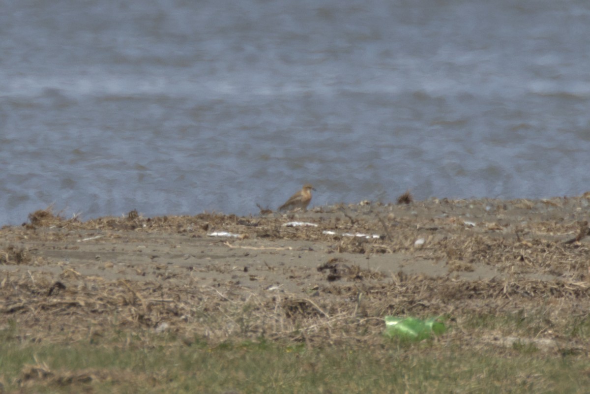 Tibetan Sand-Plover - ML638759646
