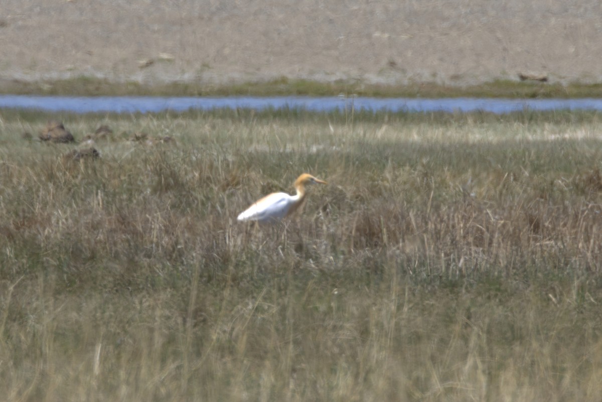Eastern Cattle-Egret - ML638759682