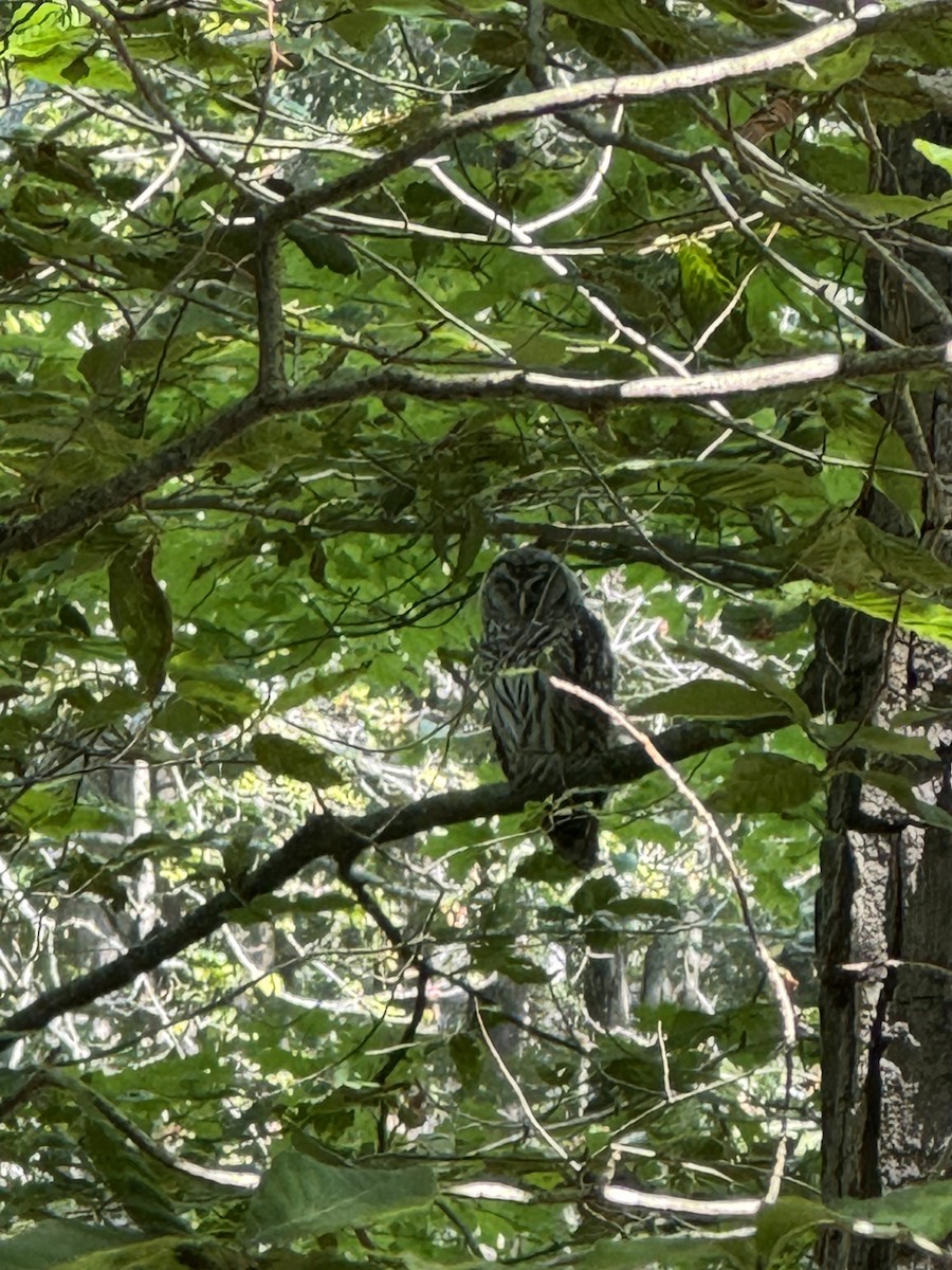 Barred Owl - ML638759686