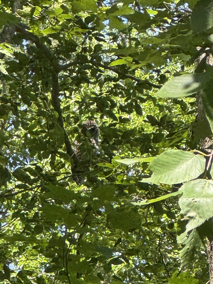 Barred Owl - ML638759687