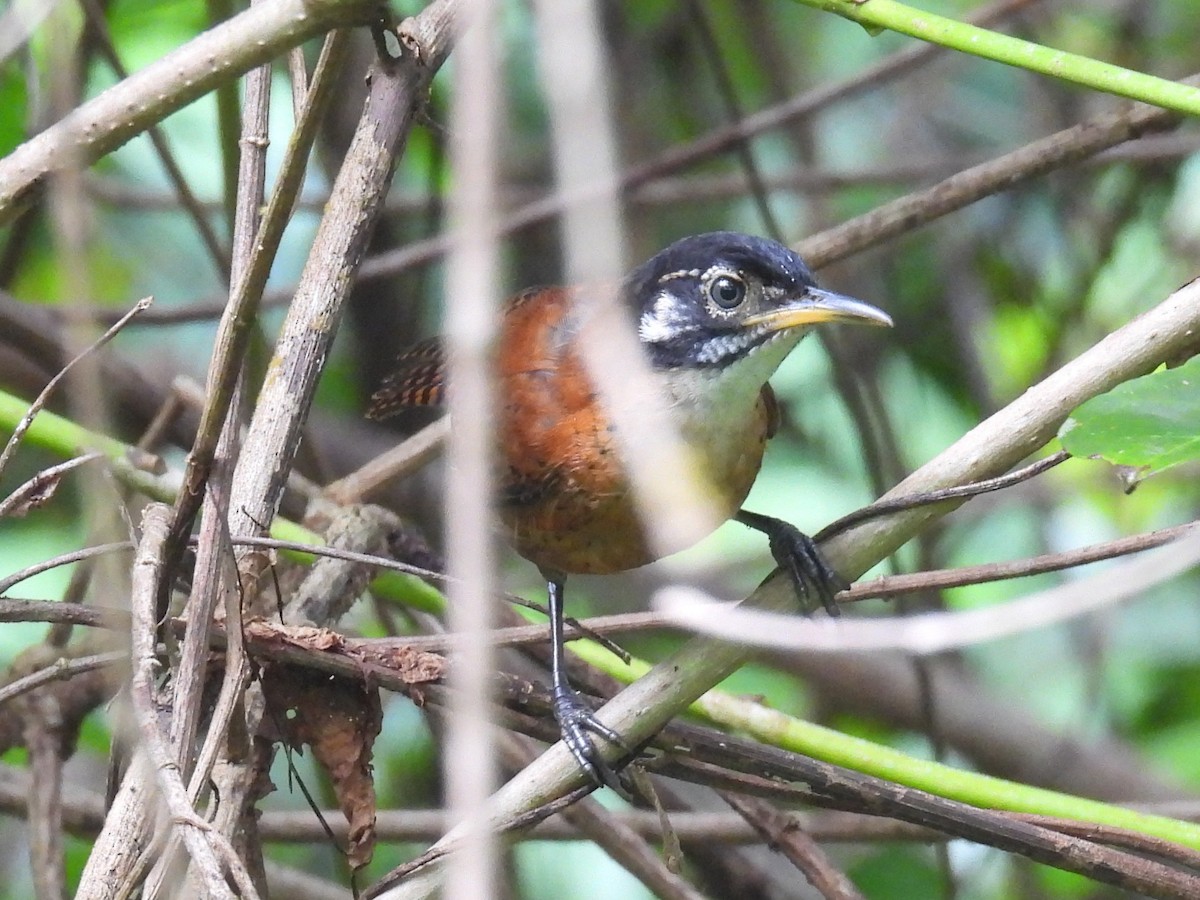 Bay Wren - ML638759698