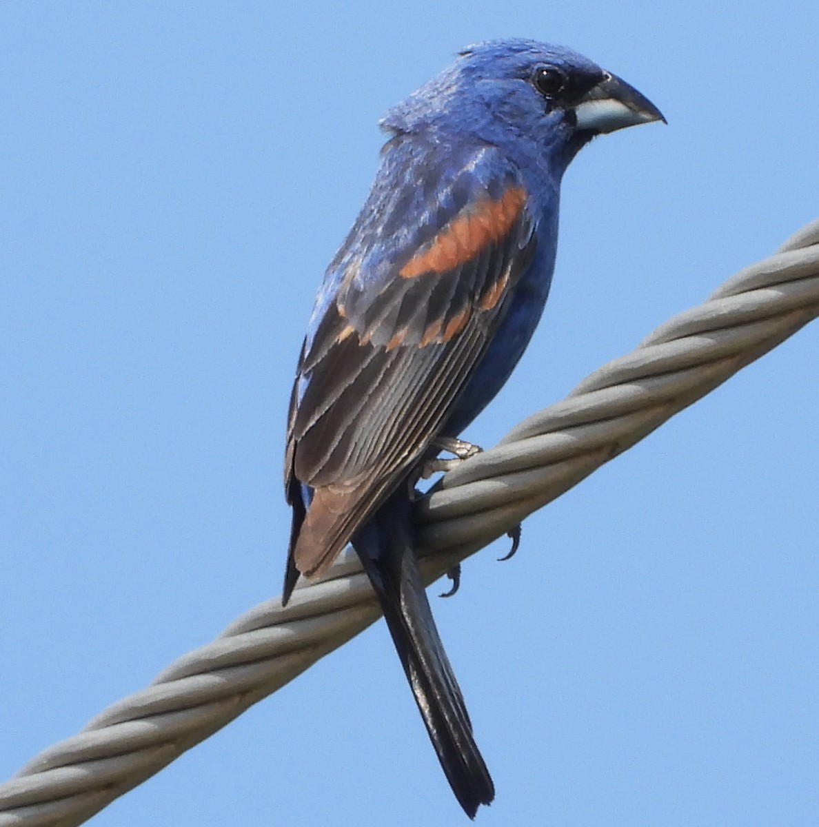 Blue Grosbeak - ML638759728