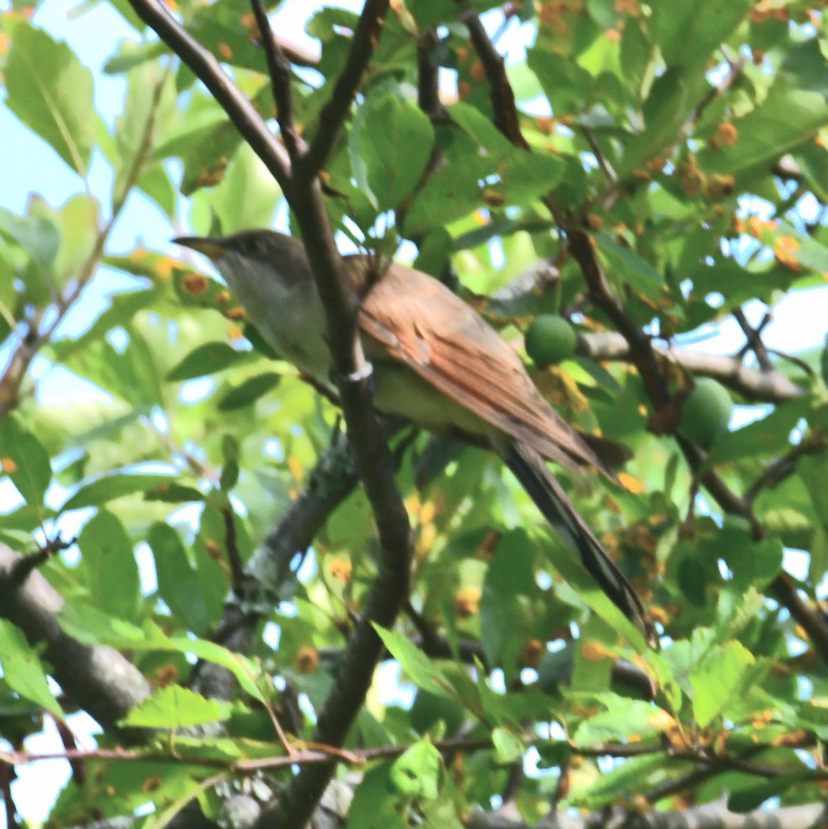 Yellow-billed Cuckoo - ML638759739
