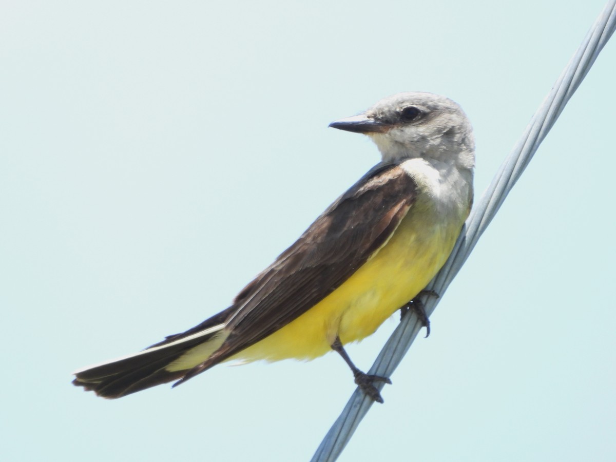 Western Kingbird - ML638759748