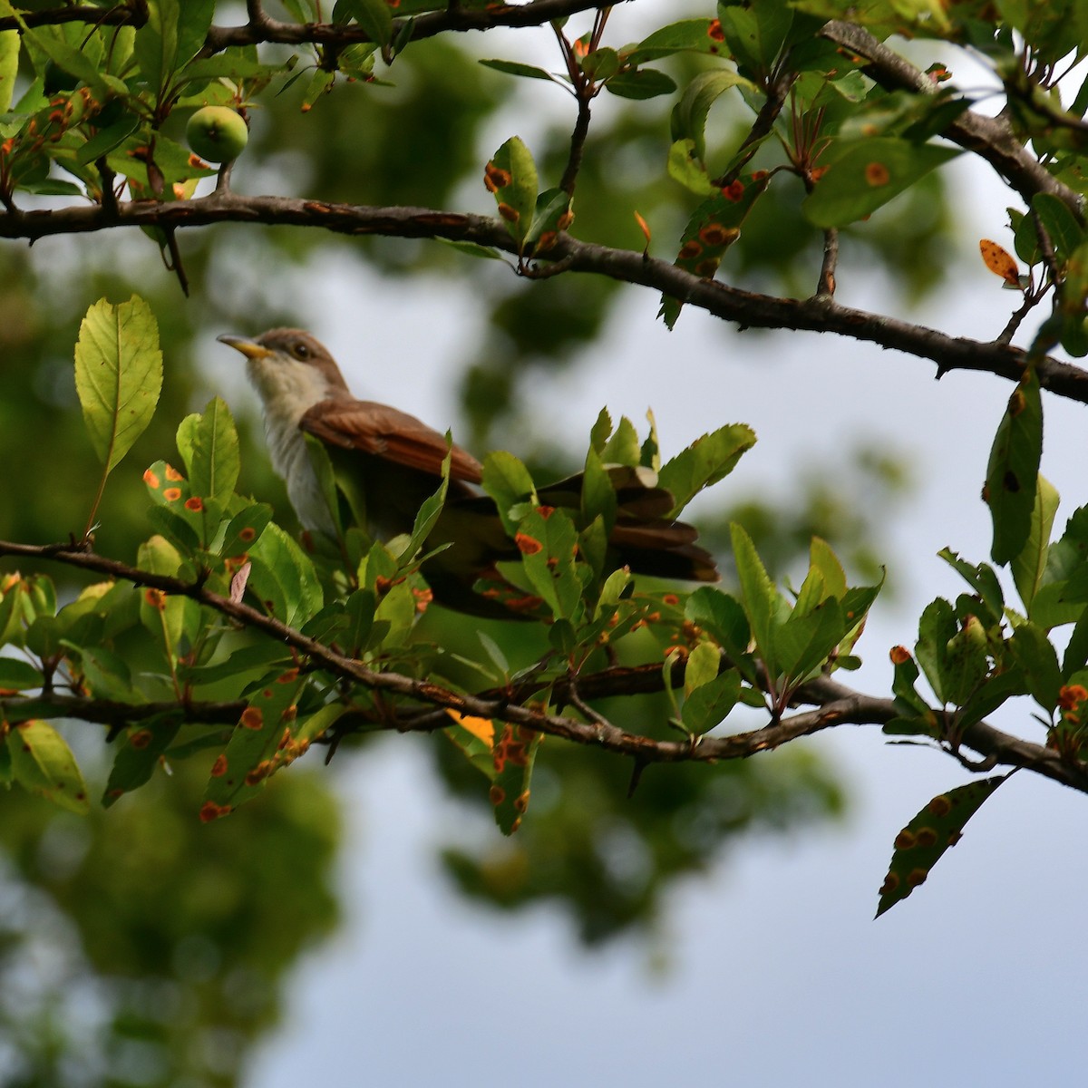Yellow-billed Cuckoo - ML638759749