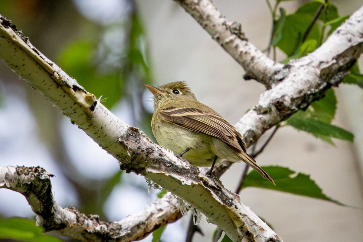 Western Flycatcher - ML638759763