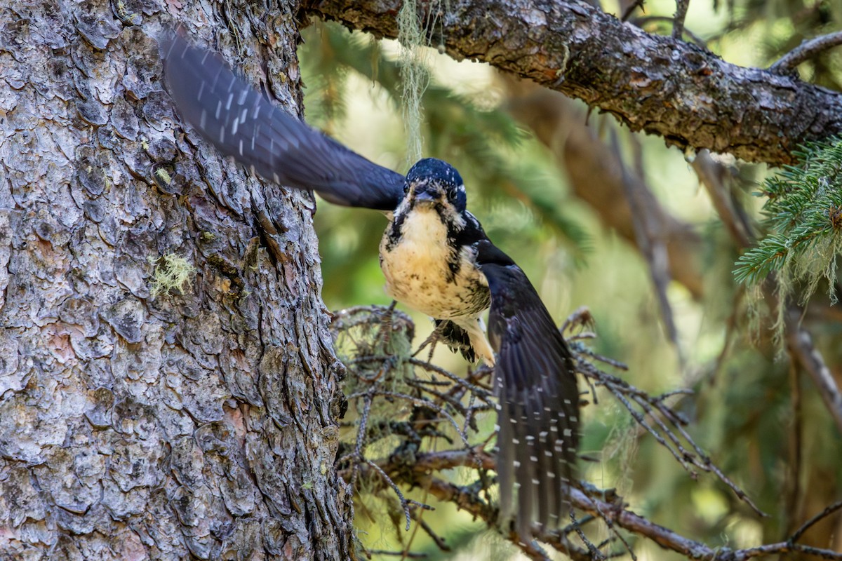 American Three-toed Woodpecker - ML638759790