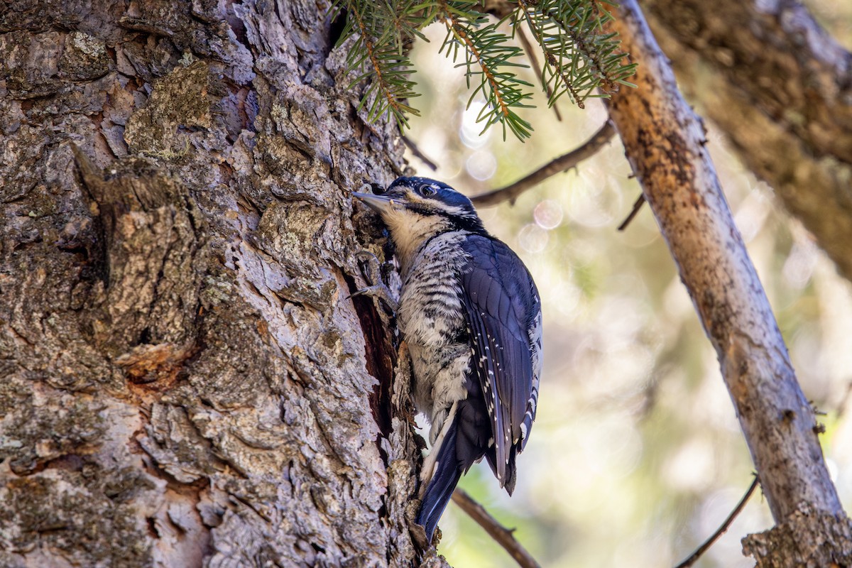 American Three-toed Woodpecker - ML638759791