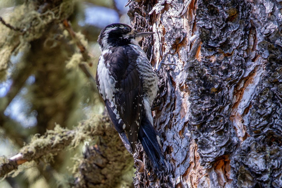 American Three-toed Woodpecker - ML638759792