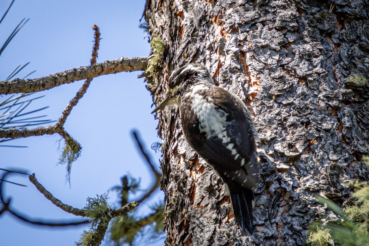 American Three-toed Woodpecker - ML638759793