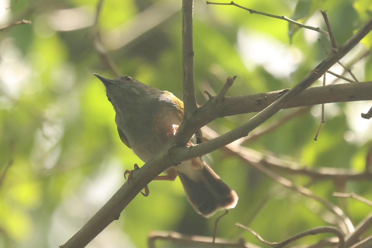 Green-backed Camaroptera (Gray-backed) - ML638759794