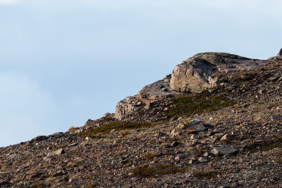 Horned Lark (Shore) - ML638759800