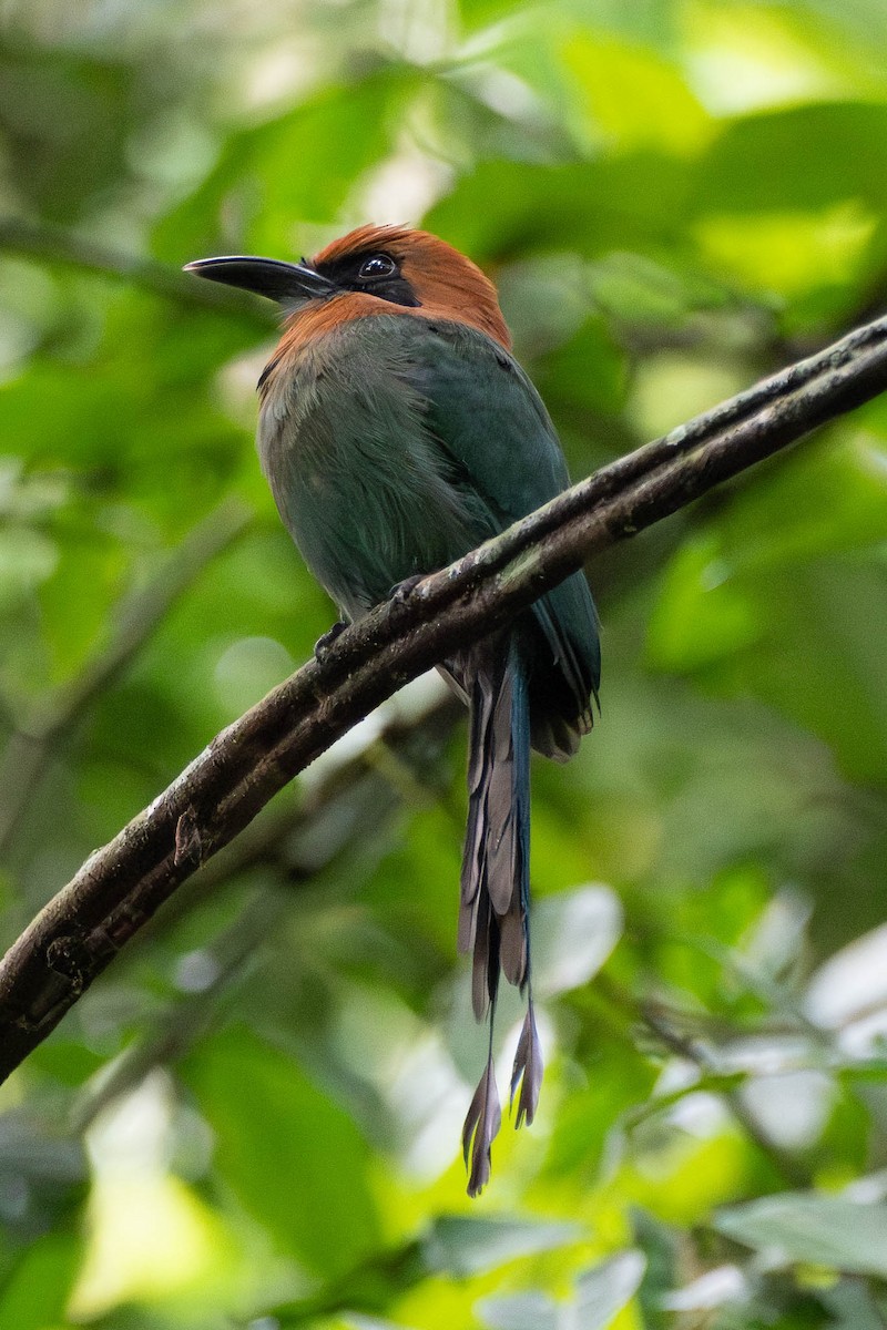Broad-billed Motmot - ML638759816