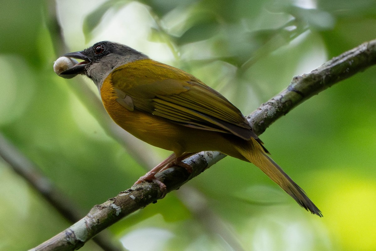 Gray-headed Tanager - ML638759860
