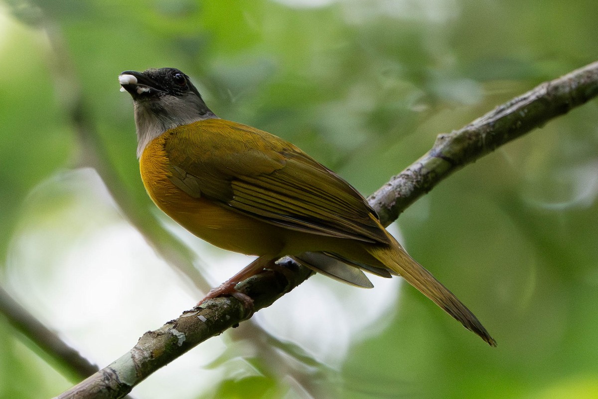 Gray-headed Tanager - ML638759861