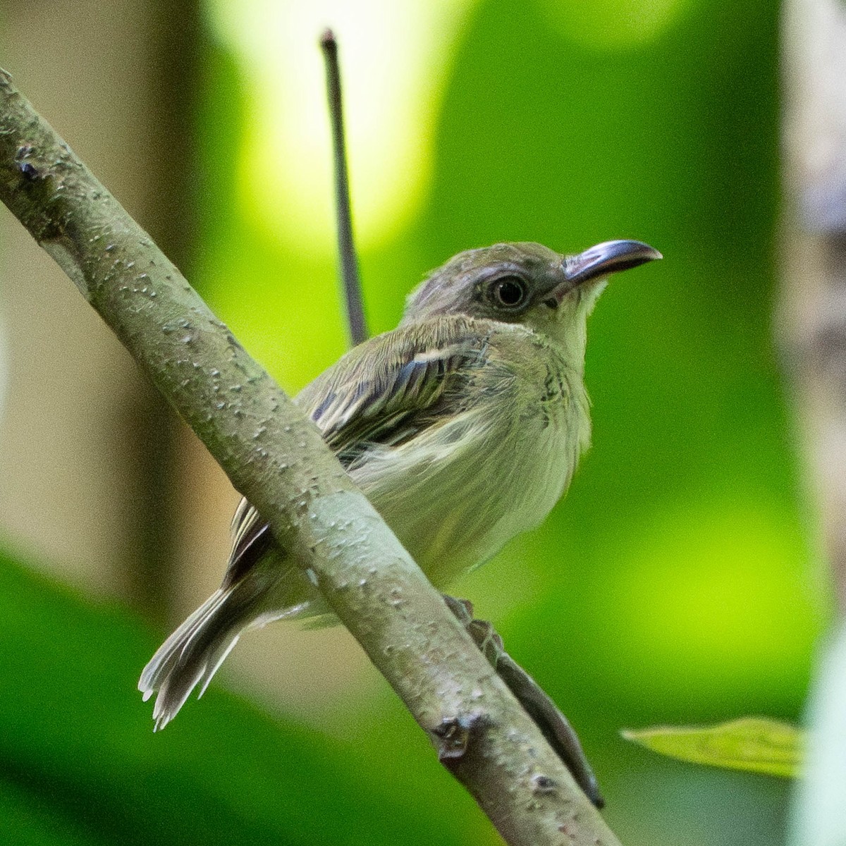 Southern Bentbill - ML638759913