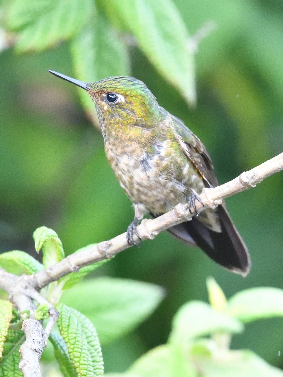 Tyrian Metaltail - ML638759917