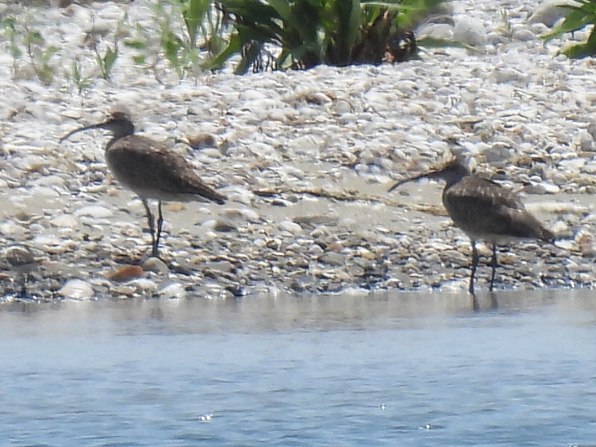Whimbrel - ML638759931