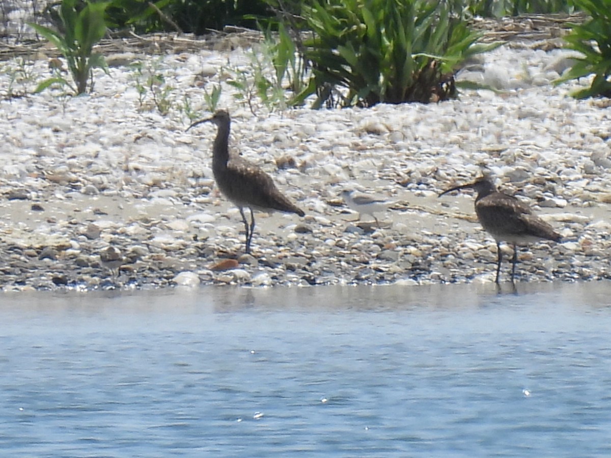 Whimbrel - ML638759932