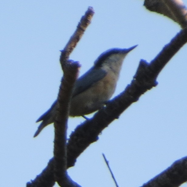Red-breasted Nuthatch - ML638759943