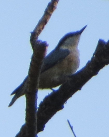 Red-breasted Nuthatch - ML638759952